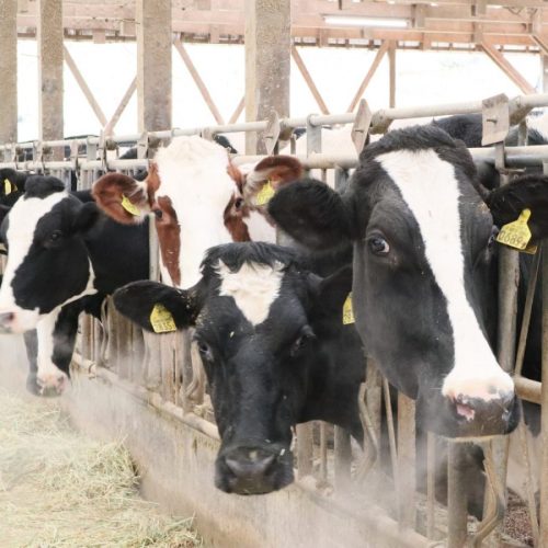 REPORT｜Tales from Organic Farm